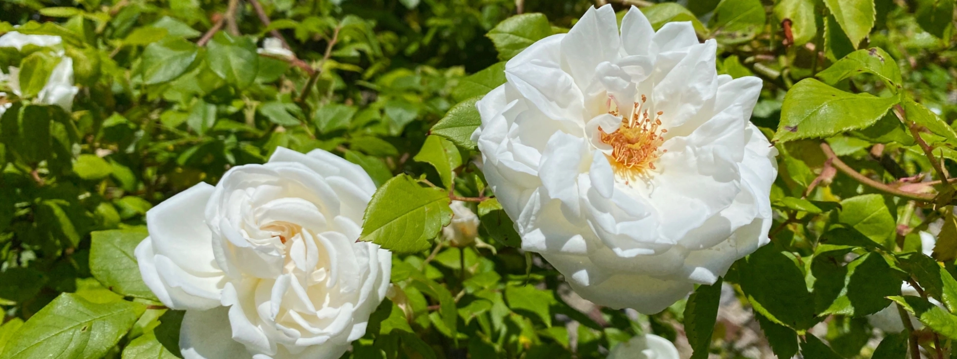 Rose bush blooming in the garden.