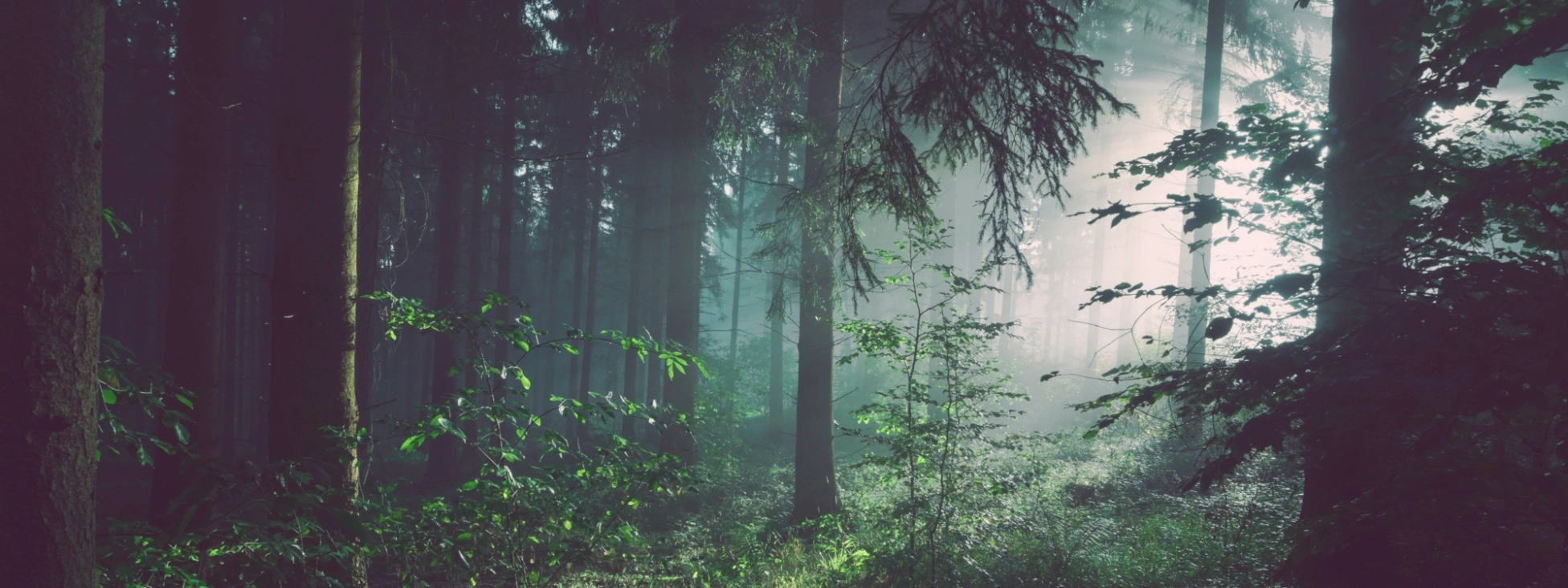 Forest and Light Rays