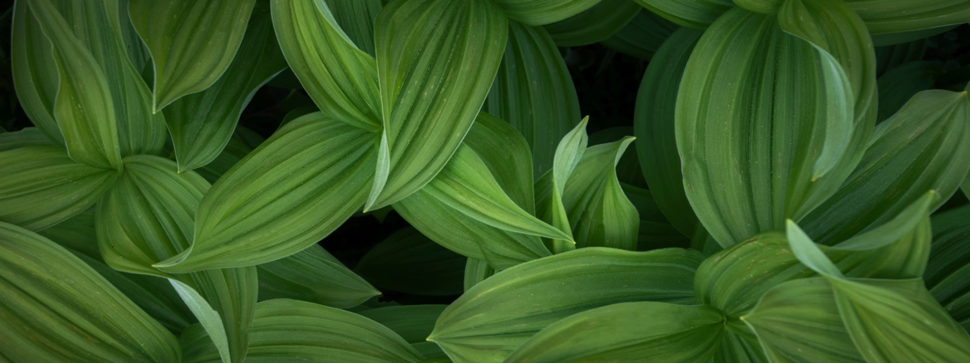 Lush Green Plants