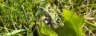 Common Lizard