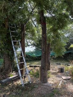 Tree trunks in place